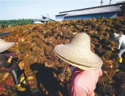  ??  ?? Workers collecting fresh fruit bunches inside a palm oil factory in Sepang.