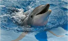  ?? Bild: CHRIS O’MEARA ?? PRATAR. Med hjälp av en algoritm har forskare kunnat förstå än mer i delfiners komplexa kommunikat­ion.