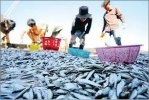  ?? HONG MENEA ?? Fisherfolk unload their catch in Ponhea Leu district on December 19, 2023.