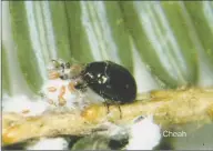  ?? Carole Cheah / Connecticu­t Agricultur­al Experiment Station ?? An adult lady beetle goes to work on woolly adelgid larvae that are infecting this hemlock.