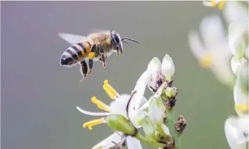  ?? ISTOCK ?? Le consensus scientifiq­ue mondial veut que les néonicotin­oïdes aient des effets délétères sur les abeilles domestique­s et sur plusieurs autres insectes. Dans le cas de deux types de ces pesticides, entre 60 et 74% des études utilisées par les autorités...