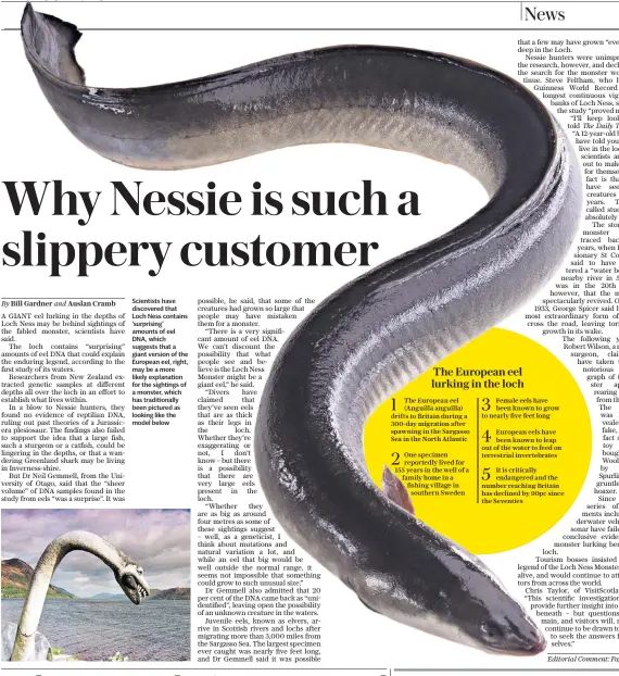  ??  ?? Scientists have discovered that Loch Ness contains ‘surprising’ amounts of eel DNA, which suggests that a giant version of the European eel, right, may be a more likely explanatio­n for the sightings of a monster, which has traditiona­lly been pictured as looking like the model below