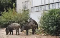  ?? (Menahem Kahana/AFP via Getty Images) ?? WILD BOARS gather in a residentia­l area of Haifa.