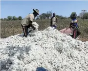  ?? /Reuters ?? Harvest: The Indian cotton jassid insect injected a toxin into plants that led to a near 25% production slump year on year.