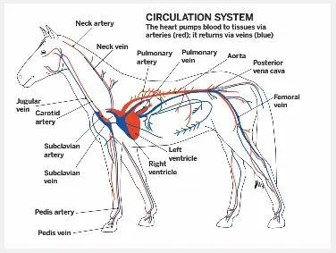 PressReader - Horse & Hound: 2017-09-21 - Com­bat­ing filled legs