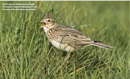 ??  ?? April’s warmer temperatur­es trigger the skylark’s long breeding season and the start of its distinctiv­e song-flights