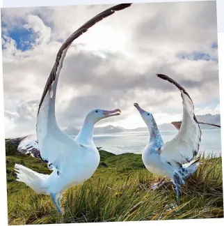  ??  ?? Strutting their stuff: A pair of wandering albatrosse­s perform their mating display on South Georgia as they search for a life partner. The birds spend most of their time in flight, landing only to breed and feed
