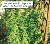  ??  ?? Jasmine should be pruned when the flowers fade