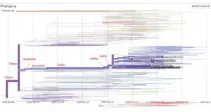  ??  ?? Figure 2. Origins of Philippine SARS-CoV-2 isolates that originated from China then to Australia then to India then to the Philippine­s (analysis from Nexstrain.org).