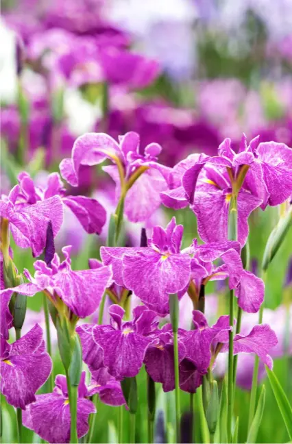  ?? ?? An iris garden in full bloom in Japan. Iris lovers flock to the Suigo Itako Iris Festival, which boasts over 1 million irises of 500 varieties, and attracts around 800,000 visitors annually.