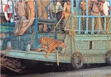  ?? JOYDIP SUCHANDRA KUNDU, AP ?? Game officials watch as a young female Royal Bengal tiger is released into the Sundarban Wildlife Reserve in April 2010.