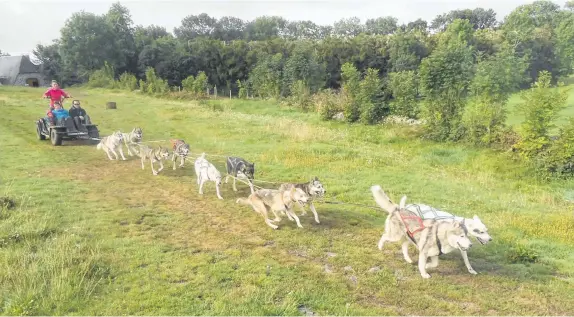  ??  ?? Les 10 huskys en plein effort avalent la piste.