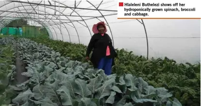  ??  ?? Hlaleleni Buthelezi shows off her hydroponic­ally grown spinach, broccoli and cabbage.