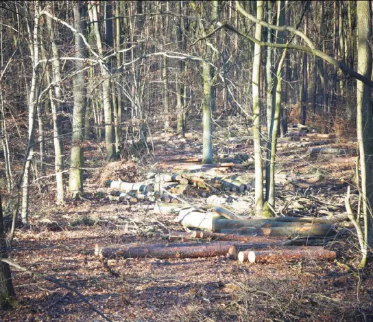  ?? ?? Deutliche Schäden, auch hier im Grunewald: Laut aktuellem Waldzustan­dsbericht sind nur vier Prozent der Berliner Bäume gesund.