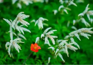  ?? ?? Dwarf goatsbeard is one of many native perennials in the garden.