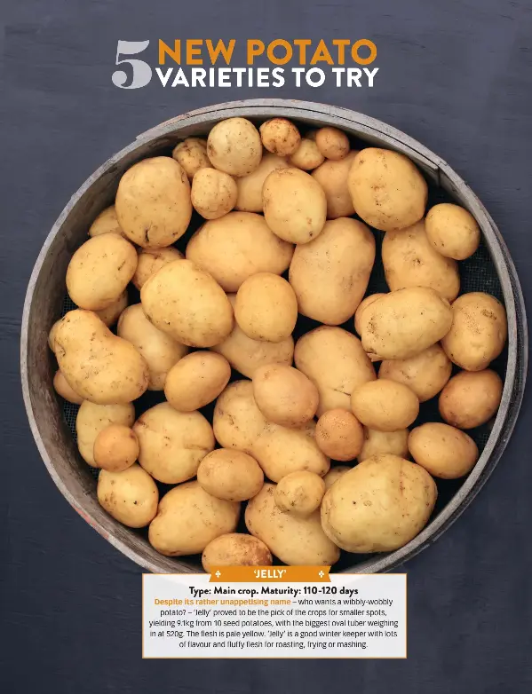 5 New Potato Varieties To Try Pressreader