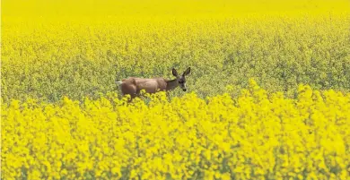  ?? TODD KOROL • REUTERS ?? A deer feeds in a canola field in full bloom before harvest in rural Alberta on July 23, 2019.