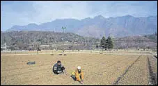  ?? WASEEM ANDRABI/HT ?? Farmers turn the soil around tulip bulbs in Srinagar on Thursday. Kashmir’s famed tulips may also bloom early in the Tulip Garden at the foothills of Zabarwan in Srinagar.