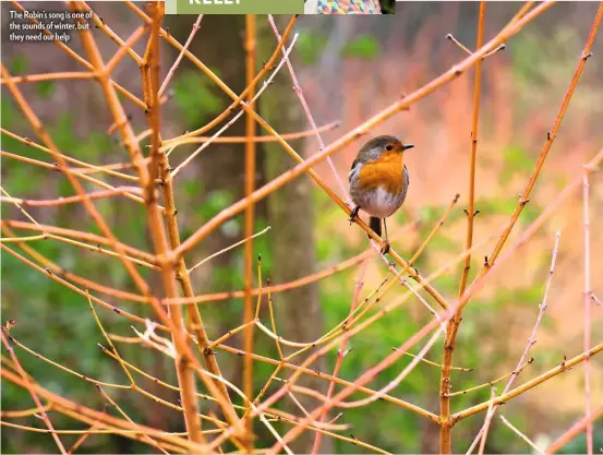  ??  ?? The Robin’s song is one of the sounds of winter, but they need our help