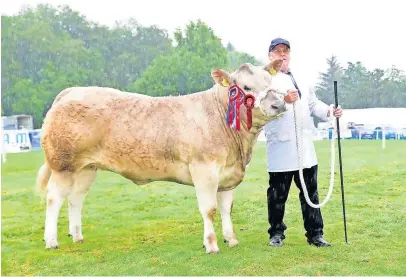  ?? ?? Well-known Monzie’s Wilson Peters with prize winning Charolais cross heifer, Islay Malt, at Braco Show in 2019