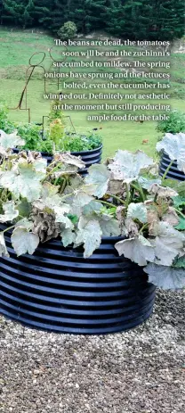  ??  ?? The beans are dead, the tomatoes soon will be and the zuchinni’s succumbed to mildew. The spring onions have sprung and the lettuces bolted, even the cucumber has wimped out. Definitely not aesthetic at the moment but still producing ample food for the...