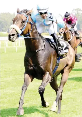  ??  ?? IN FORM. Just As I Said is currently racing at the top of his game and looks the runner to beat in Race 6 over 1200m at the Vaal tomorrow.