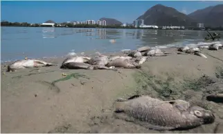  ?? Silvia Izquierdo / Associated Press ?? Thousands of dead fish have begun washing up on the Olympic Park shoreline in Rio.