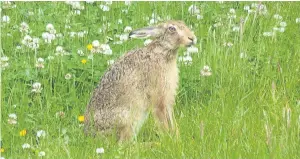  ??  ?? “We opened the curtains to find a brown hare grazing in the garden,” says Stuart Randall of Farnell, Brechin. “We’ve named him Harry, of course; though, if he’s really female, we think ‘Kirstene Hare’, after our new MP, might be more appropriat­e. We...