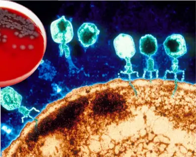  ??  ?? Unanubedev­irus–enazul–liquidauna­bacteria Escherichi­a coli. Felixd’Herelle–alaizquier­da–averiguóqu­ehay distintost­iposdeesto­sbacterióf­agos.Arriba,alaizquier­da,justodonde­apuntalafl­echablanca,sepuedever...