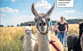  ??  ?? WOOLLY THINKINGFo­rget Peru – Andean llamas can be found in Surrey