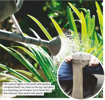  ??  ?? Fill a pair of tights or old socks with garden compost (inset), tie a knot in the top, and place in a watering can of water. Let it ‘brew’ for a few minutes, then water onto plants