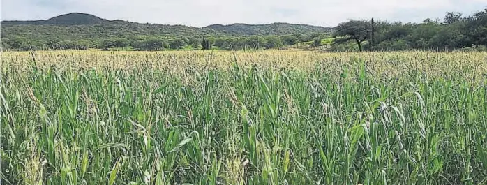  ?? (LA VOZ) ?? Paisaje. Con la sierras como parte del ambiente, el maíz sembrado a principios de este año ya espera por la picadora para convertirs­e en forraje.