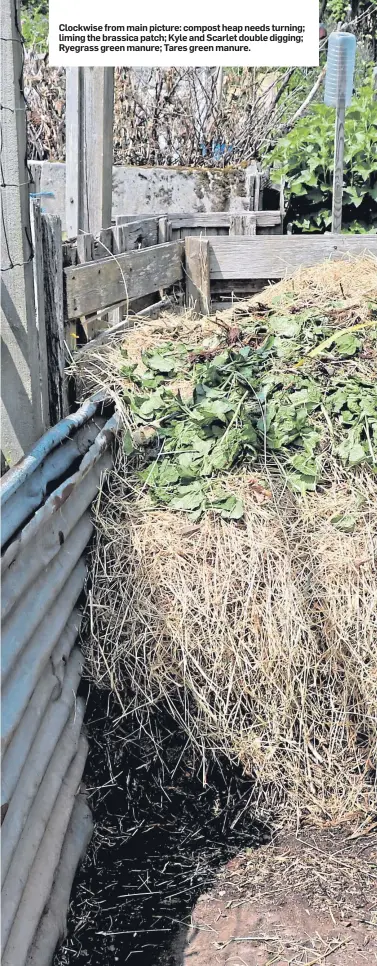  ??  ?? Clockwise from main picture: compost heap needs turning; liming the brassica patch; Kyle and Scarlet double digging; Ryegrass green manure; Tares green manure.