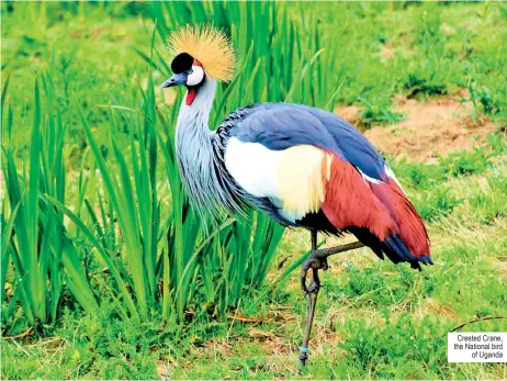  ?? ?? Crested Crane, the National bird of Uganda