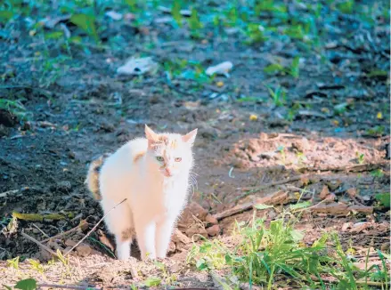  ?? DREAMSTIME ?? A cat-proof fence panel or netting should keep cats from pooping in your neighbor’s yard.