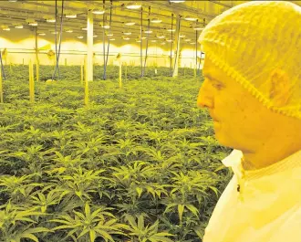  ?? ZACH LAING ?? Sundial Growers chief executive Torsten Kuenzlen was brought in because the emerging cannabis company has global aspiration­s and Kuenzlen has internatio­nal experience working for the likes of Coca-Cola.