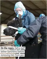  ??  ?? . On the ropes: Defra staff. tether Geronimo before . removing him from pen
