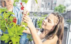  ?? FOTO: MAREEN FISCHINGER­R/WESTEND 61/DPA ?? Eine Obsternte ist auch auf dem Balkon möglich.