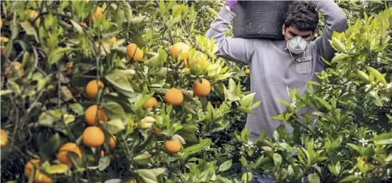  ?? Foto: Ángel García ?? Der valenciani­sche Agrarsekto­r fürchtet um den guten Ruf seiner Orangen.