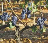  ??  ?? Above: ripe Sangiovese grapes ready to be harvested in the Montalcino region