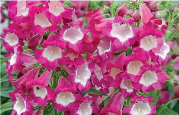  ??  ?? Eye-catching: Penstemons are known for their persistent blooms and vibrant