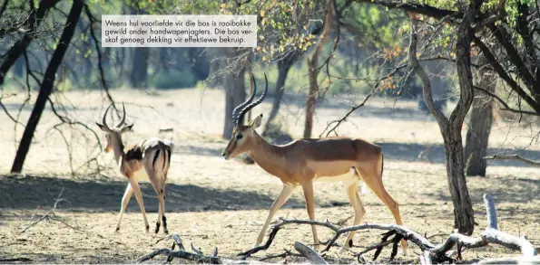  ??  ?? Weens hul voorliefde vir die bos is rooibokke gewild onder handwapenj­agters. Die bos verskaf genoeg dekking vir effektiewe bekruip.