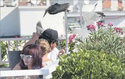  ?? (Photos Franck Fernandes) ?? Scène quotidienn­e matinale sur le toit-terrasse de l’hôtel « Splendid » à Nice : goélands et pigeons s’invitent de force aux petitsdéje­uners des vacanciers. D’autres établissem­ents vivent le même enfer… hitchcocki­en.