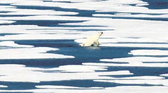  ?? AP ?? NO ESCAPE NOW: A polar bear climbs out of the water in the Canadian Arctic Archipelag­o.