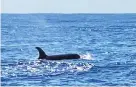  ?? PHOTO: COLIN GOLDTHORPE ?? Surprising fishermen . . . Orca seen about 30km off Cape Saunders, Otago Peninsula, yesterday.