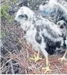  ??  ?? The rare hen harrier dubbed Saorsa that fledged in Sutherland in 2017. Her tag ceased transmissi­on in the Angus glens