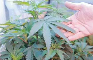  ?? THE ASSOCIATED PRESS FILES ?? Medical marijuana suppliers agree that Health Canada should have greater oversight of the system, although a lawyer for patients says proposed rules might make doctors reluctant to prescribe it.