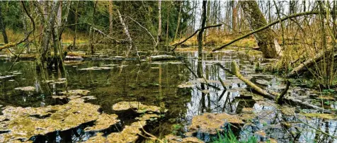  ?? Foto: Elmar Knöchel ?? Ein Biber hat sich im Auwald südlich des Bobinger Krankenhau­ses ein kleines Paradies geschaffen.