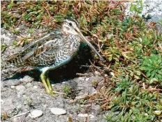  ?? Foto: Alfred Schneider ?? In seinem Garten in Augsburg entdeckte unser Leser Alfred Schneider eine Bekassine. Doch der seltene Vogel war vermutlich nur auf Durchreise.