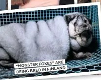  ??  ?? FOXES” ARE “MONSTER IN FINLAND BEING BRED